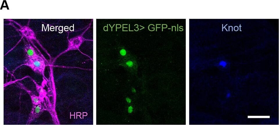 Immunofluorescence of Anti-RFP mx3 Immunofluorescence of Anti-RFP mx3