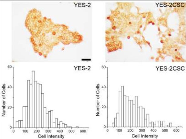 Immunostaining using Normal Goat Serum Immunostaining using Normal Goat Serum