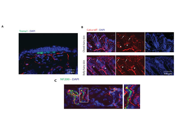 Immunostaining using Normal Goat Serum Immunostaining using Normal Goat Serum