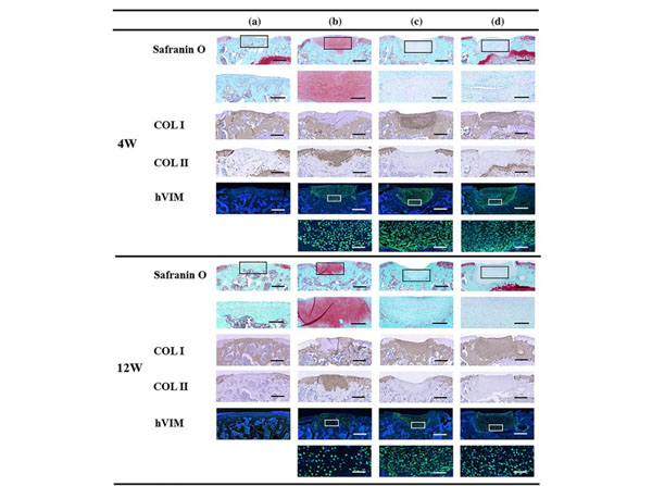 Immunostaining using Normal Goat Serum Immunostaining using Normal Goat Serum