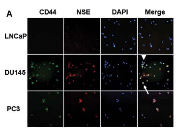 Immunostaining using Normal Goat Serum Immunostaining using Normal Goat Serum