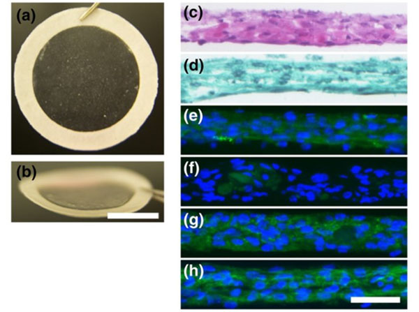 Immunostaining using Normal Goat Serum Immunostaining using Normal Goat Serum