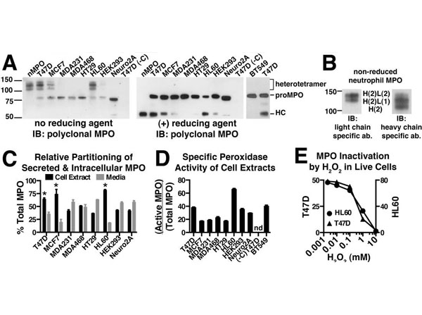 Western Blot and ELISA using Blotto (Non-Fat Dry Milk) Western Blot and ELISA using Blotto (Non-Fat Dry Milk)