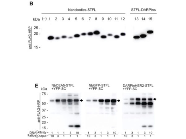 Western Blot using Blotto (Non-Fat Dry Milk) Western Blot using Blotto (Non-Fat Dry Milk)