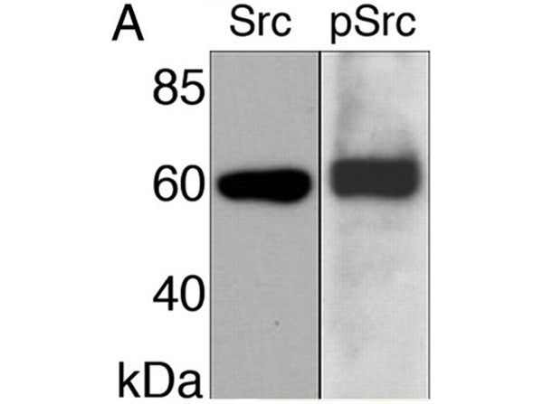 Western Blot using Blotto B Western Blot using Blotto B