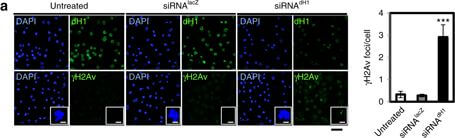Immunocytochemistry of Anti-Histone H2AvD pS137 Immunocytochemistry of Anti-Histone H2AvD pS137