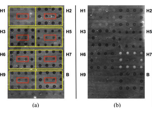 Dot Blot using BSA Dot Blot using BSA