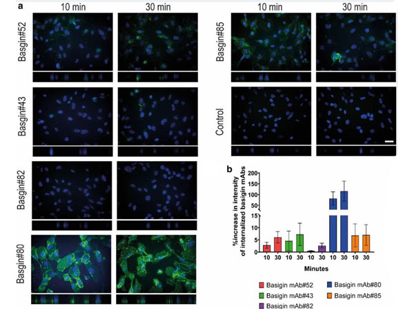 Immunofluorescence using BSA