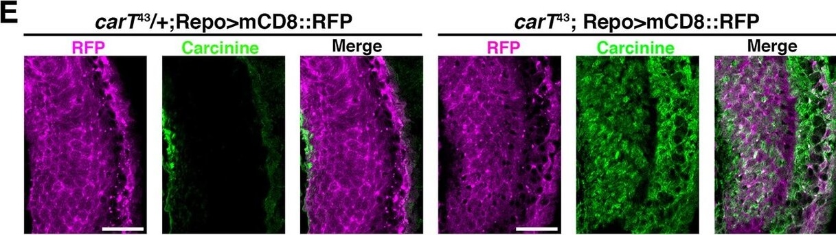 Immunohistochemistry of Anti-RFP Immunohistochemistry of Anti-RFP