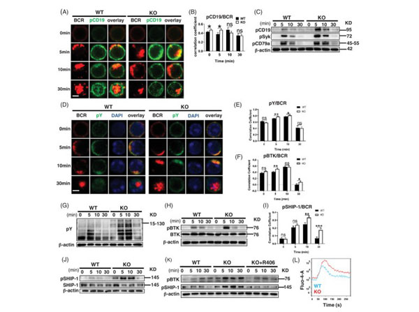 Cell purification with GP complement Cell purification with GP complement