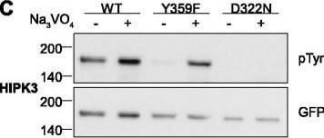 Western Blot of Anti-GFP Western Blot of Anti-GFP