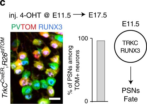 Immunocytochemistry of Chicken Anti-RFP Immunocytochemistry of Chicken Anti-RFP