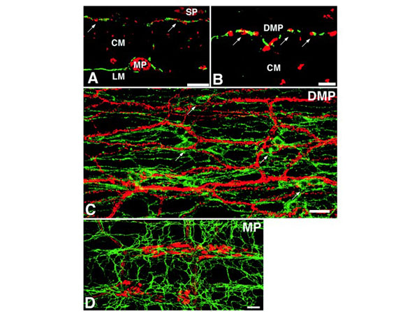 Immunohistochemistry using Guinea Pig Serum Immunohistochemistry using Guinea Pig Serum