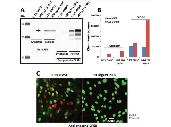 Immunofluorescence using Goat Serum Immunofluorescence using Goat Serum