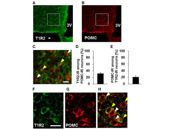 Immunofluorescence using Goat Serum Immunofluorescence using Goat Serum