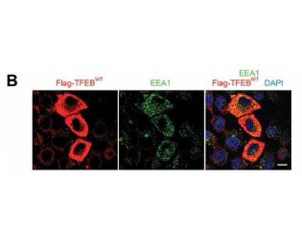 Immunofluorescence using Goat Serum Immunofluorescence using Goat Serum