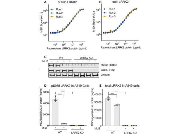ELISA using Mouse Gamma ELISA using Mouse Gamma