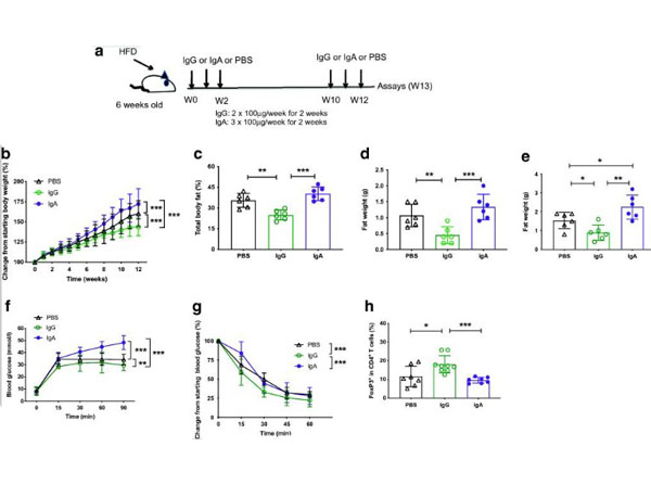 ELISA using Mouse Gamma ELISA using Mouse Gamma