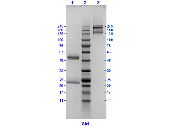 Mouse Gamma Globulin Fraction