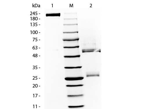 RAT Gamma Globulin Fraction