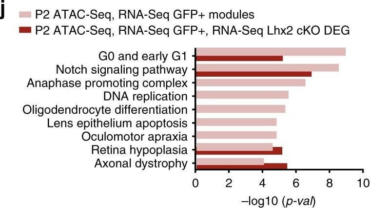 Flow Cytometry of Anti-GFP Antibody Flow Cytometry of Anti-GFP Antibody