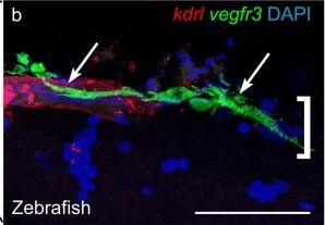 Immunohistochemistry of Anti-RFP Immunohistochemistry of Anti-RFP