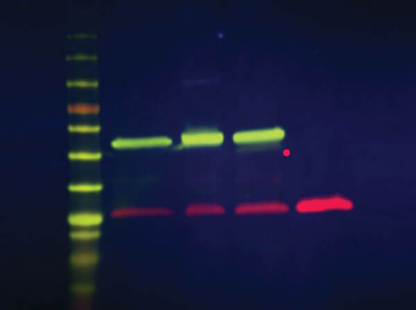 Simultaneous detection of α-tubulin and GFP on a single blot using Rockland DyLight™-labeled secondary antibody conjugates. Simultaneous detection of α-tubulin and GFP on a single blot using Rockland DyLight™-labeled secondary antibody conjugates.