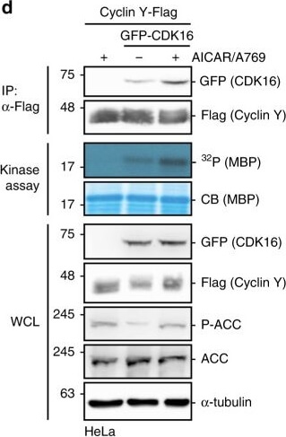 Western Blot of Mouse Anti-GFP Western Blot of Mouse Anti-GFP