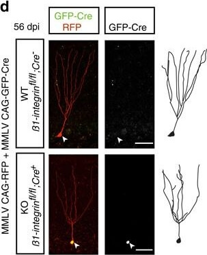 Immunohistochemistry of Anti-RFP Immunohistochemistry of Anti-RFP