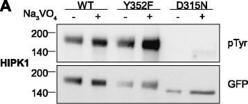 Western Blot of Anti-GFP Western Blot of Anti-GFP