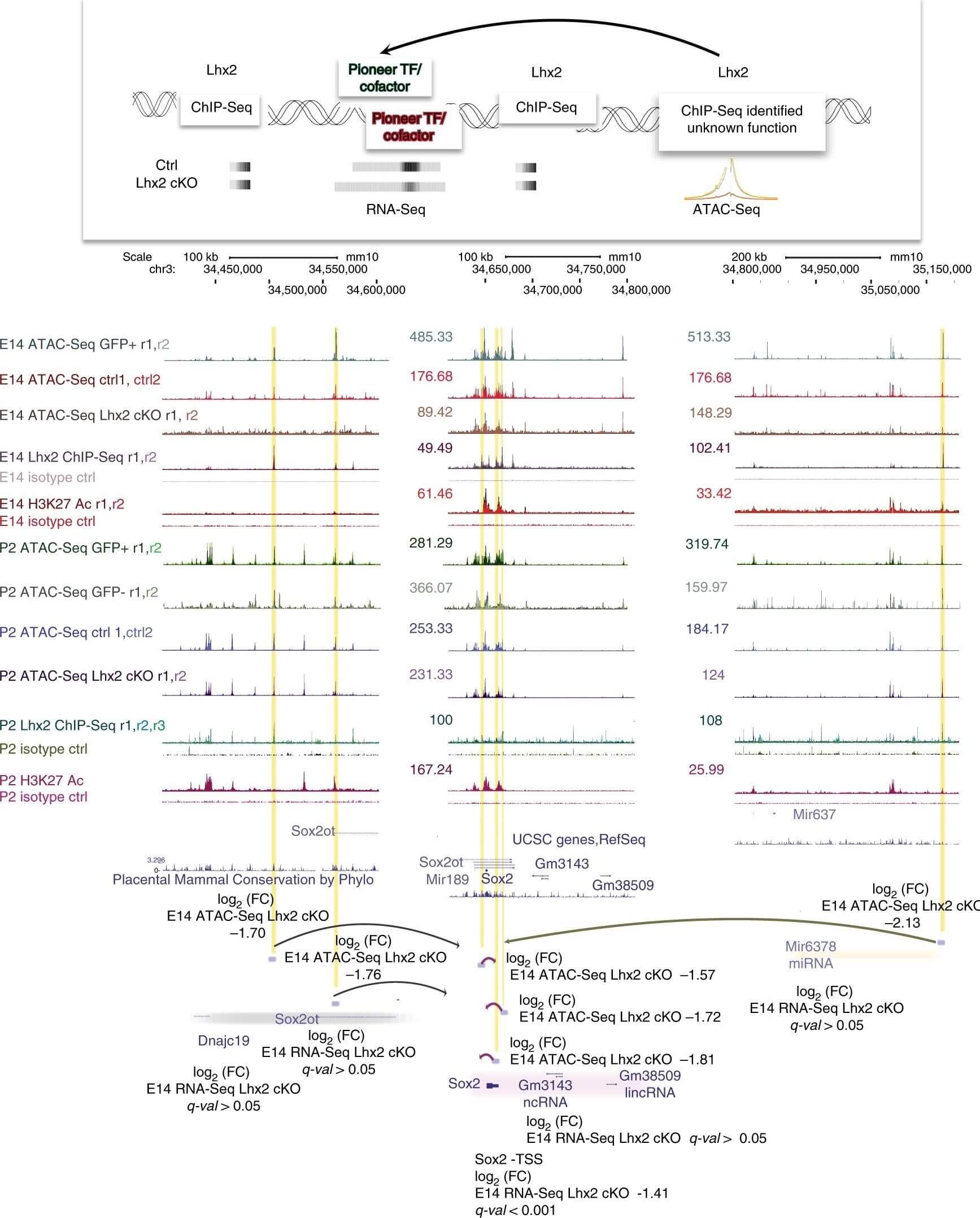 Flow Cytometry of Anti-GFP Antibody Flow Cytometry of Anti-GFP Antibody