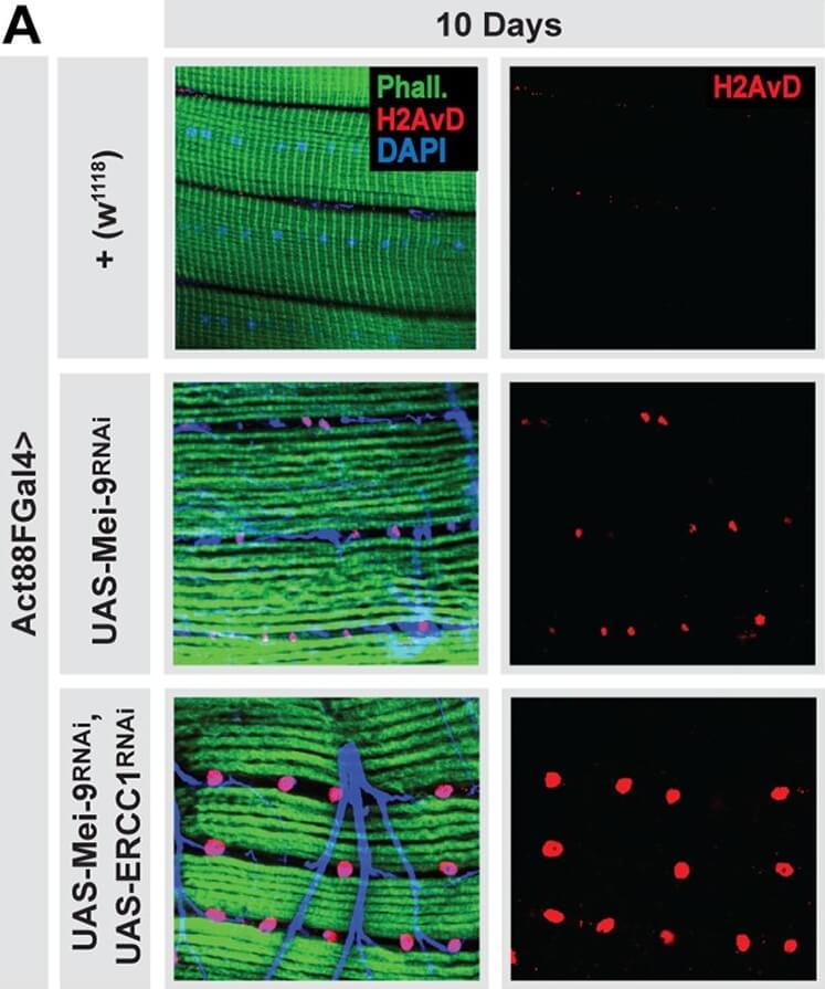 Immunohistochemistry of Anti-Histone H2AvD pS137 Immunohistochemistry of Anti-Histone H2AvD pS137
