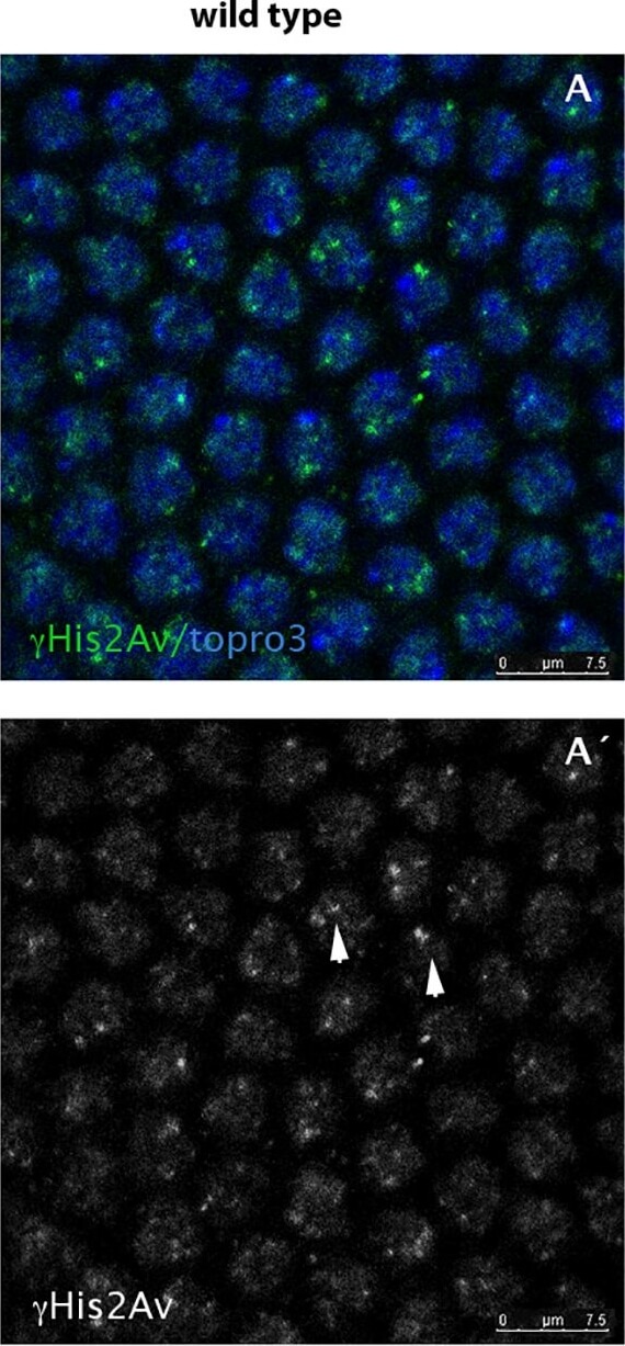 Immunohistochemistry of Anti-Histone H2AvD pS137 Immunohistochemistry of Anti-Histone H2AvD pS137