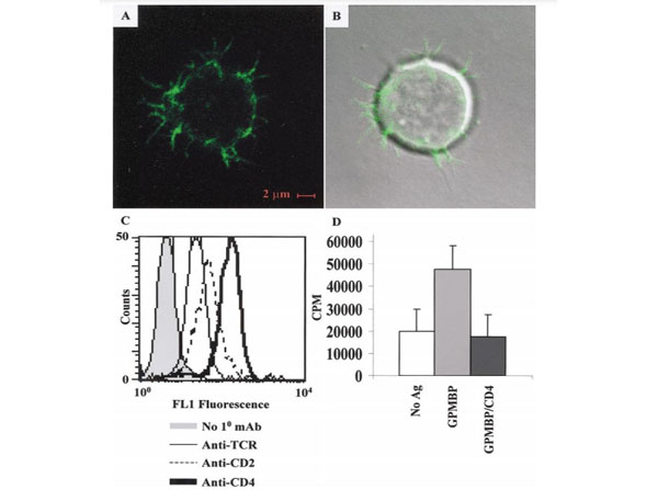 Assays using Guinea Pig Spinal Cord Assays using Guinea Pig Spinal Cord