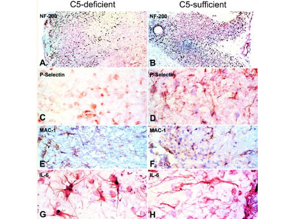 Assays using Guinea Pig Spinal Cord Assays using Guinea Pig Spinal Cord