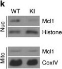 Western Blot of Anti-Mcl-1 Western Blot of Anti-Mcl-1
