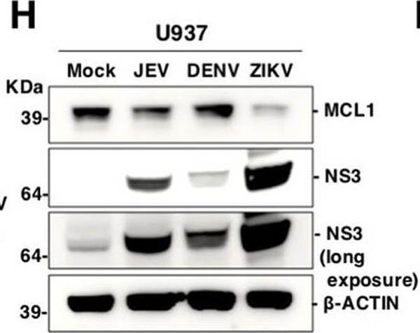 Western Blot of Anti-Mcl-1 Western Blot of Anti-Mcl-1