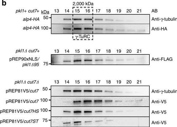 Western Blot of Anti-HA Western Blot of Anti-HA