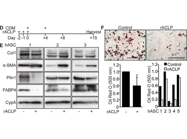 Western Blot of Anti-Collagen Type I Western Blot of Anti-Collagen Type I