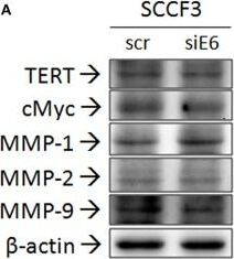 Western Blot of Anti-hTERT Western Blot of Anti-hTERT
