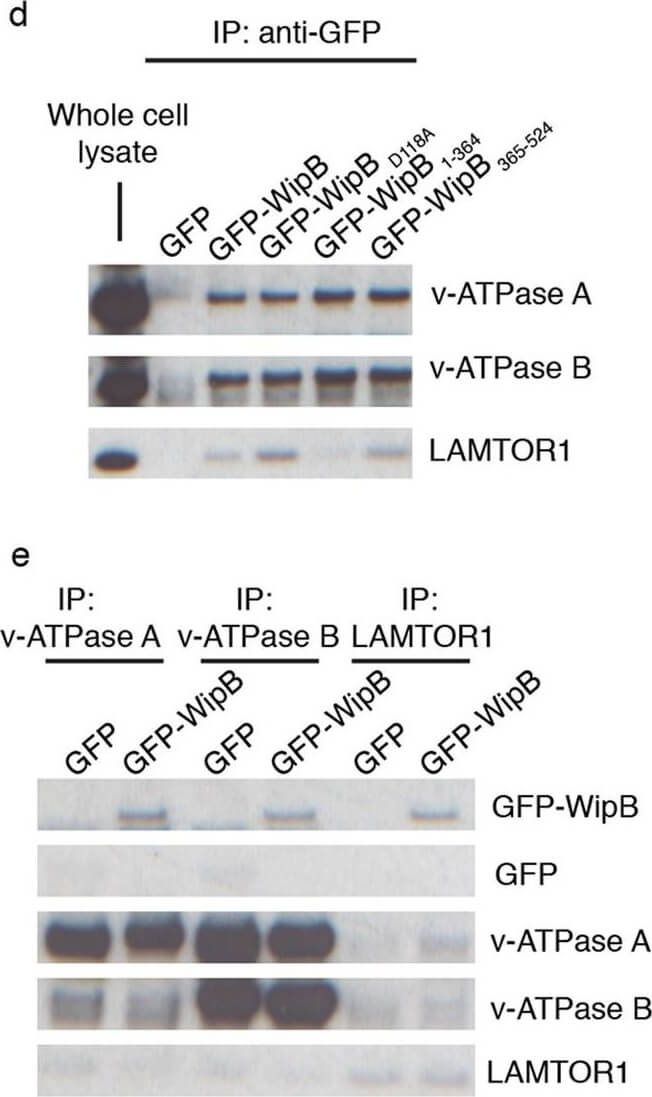Western Blot using Rabbit TrueBlot®: Anti-Rabbit IgG HRP Western Blot using Rabbit TrueBlot®: Anti-Rabbit IgG HRP