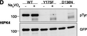 Western Blot of Anti-GFP Western Blot of Anti-GFP