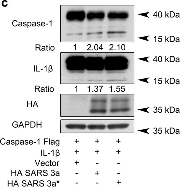 Western Blot of Anti-FLAG Western Blot of Anti-FLAG