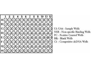 Rockland NF-kB (P65) ELISA Kit Rockland NF-kB (P65) ELISA Kit