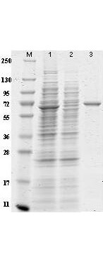 Rockland Anti-DYKDDDDK (FLAG®) Chemiluminescent Kit for Western blot-SDS-PAGE Rockland Anti-DYKDDDDK (FLAG®) Chemiluminescent Kit for Western blot-SDS-PAGE