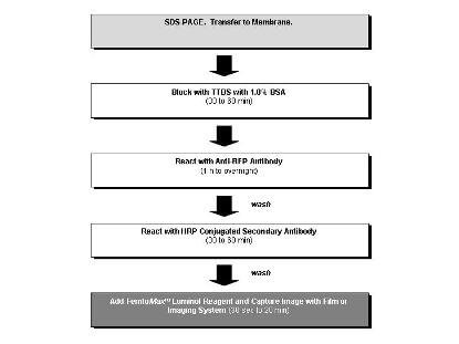 Anti-RFP Chemiluminescent Kit for Western blot Anti-RFP Chemiluminescent Kit for Western blot