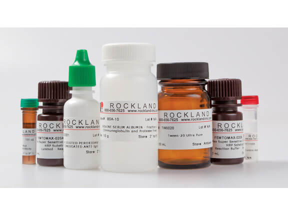 Rockland Anti RFP antibody Kit for chemiluminescent Western Blot Rockland Anti RFP antibody Kit for chemiluminescent Western Blot