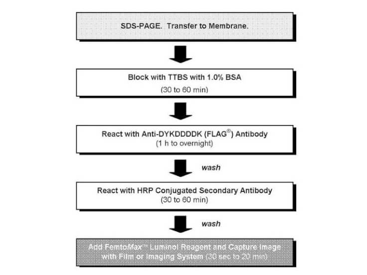 Anti-DYKDDDDK (FLAG®) Chemiluminescent Kit for Western blot Anti-DYKDDDDK (FLAG®) Chemiluminescent Kit for Western blot