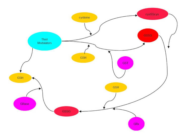 Intracellular ThiolEZ Pathway Intracellular ThiolEZ Pathway