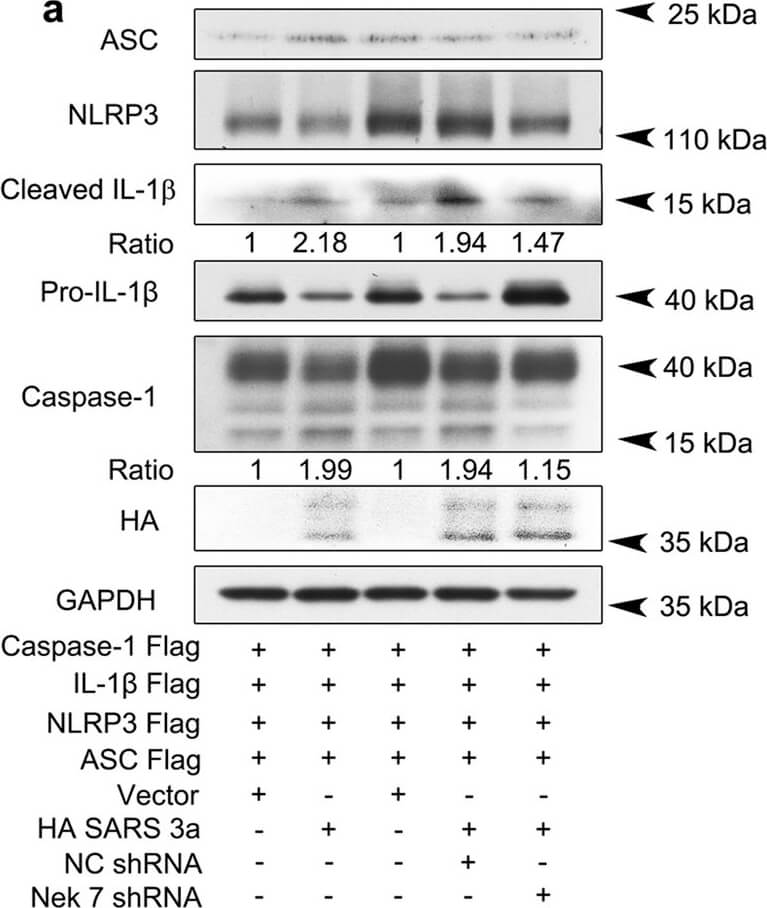 Western Blot of Anti-HA EPITOPE TAG Western Blot of Anti-HA EPITOPE TAG